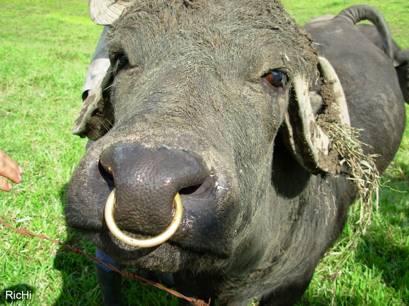 Un manso Bufalo