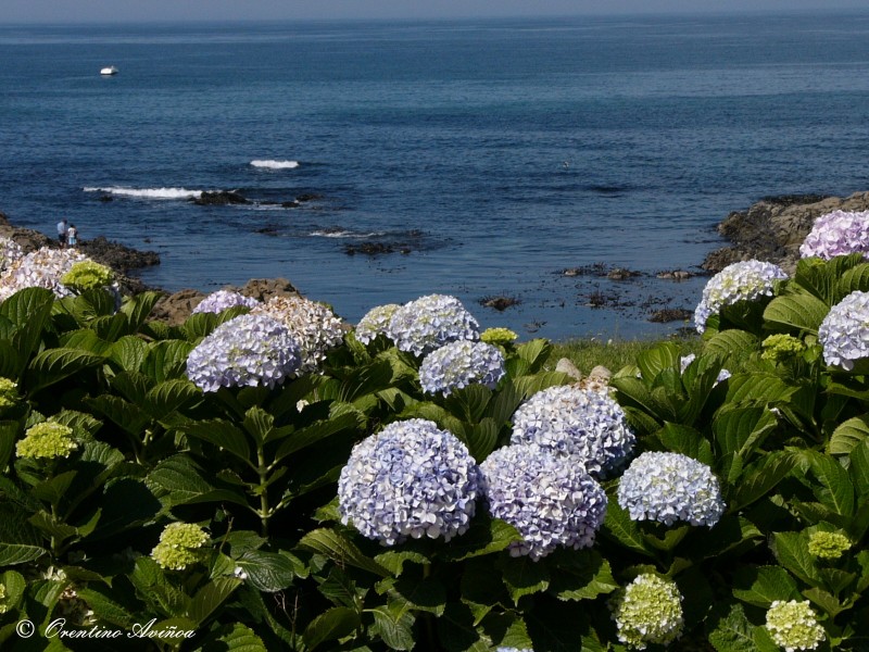 Hortensias atlnticas