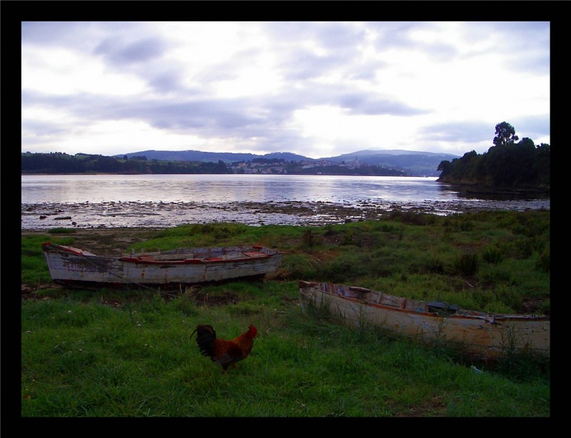 El canto del gallo