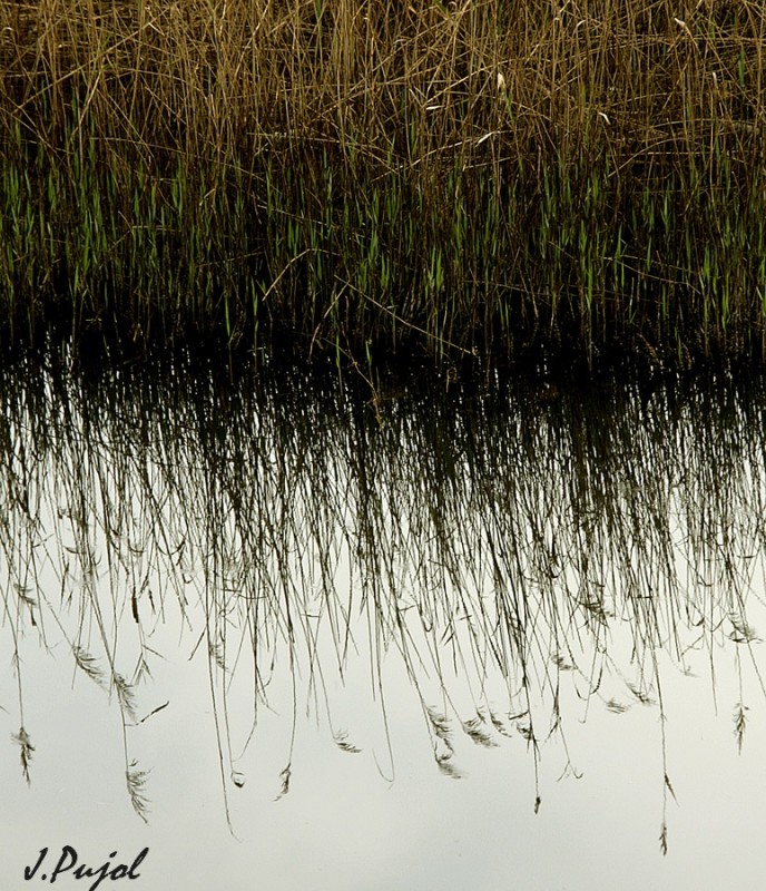 Reflejo