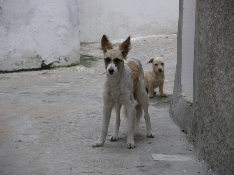 Perros en una calle de Alcala de los Gazules
