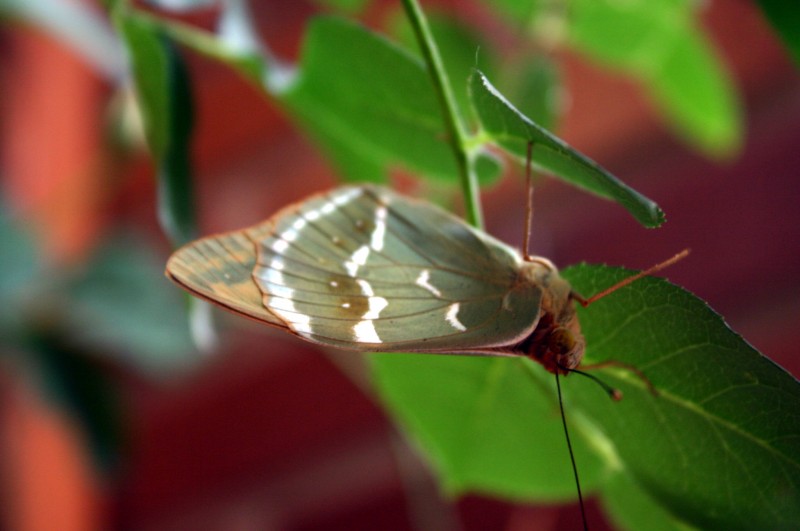 Mariposa