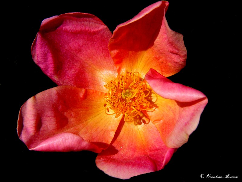 Rosa mutabilis (para manobcn)