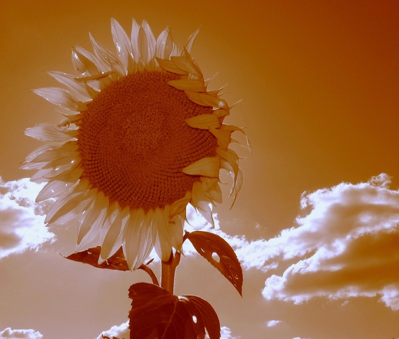 GIRASOL, NEGRO PRPADO