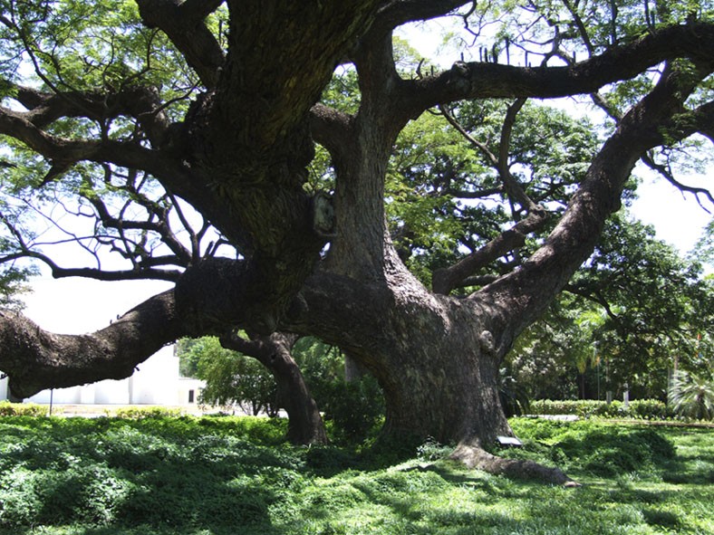 Arbol de la quinta de san pedro