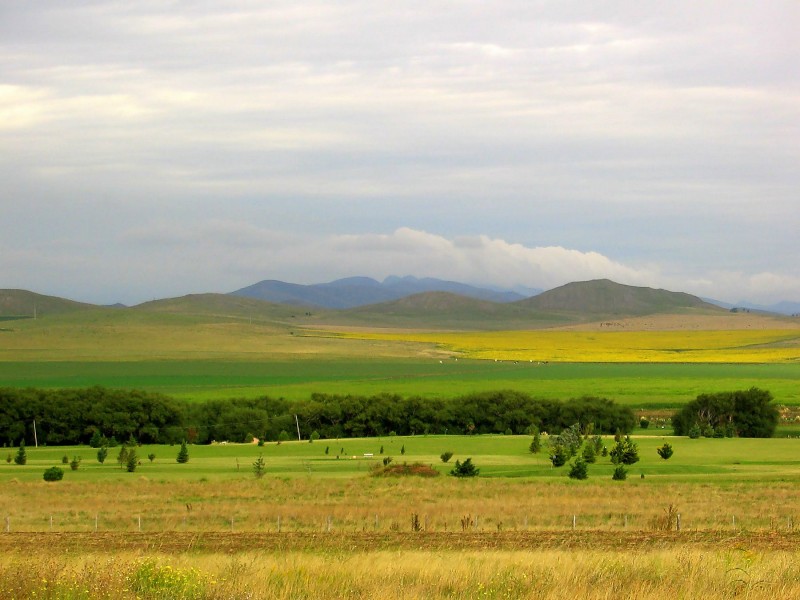 CAMPOS AMARILLOS