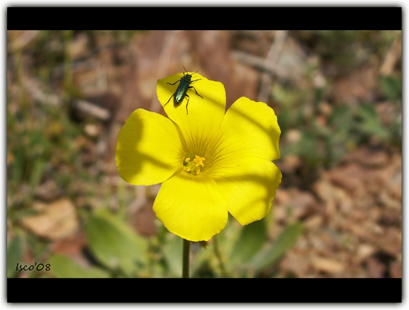 Escarabajo en flor amarilla