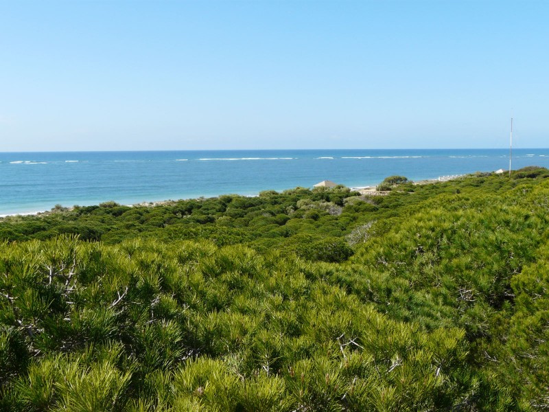 Un mar de pinos