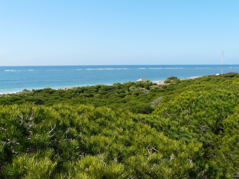 Un mar de pinos