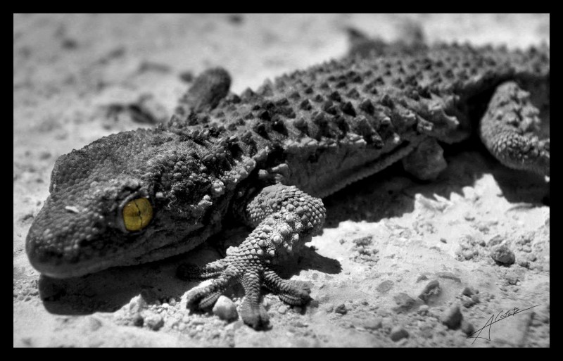 El caiman Balearicus ;)