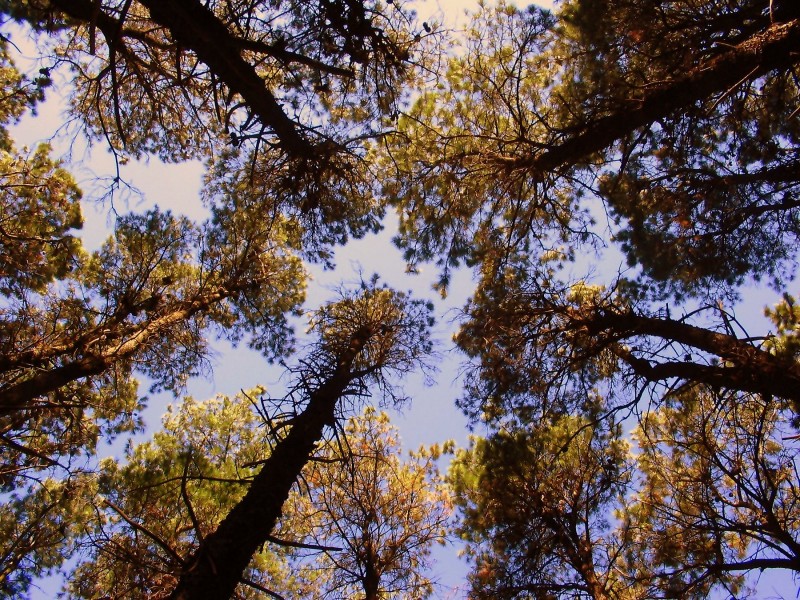 EN EL BOSQUE