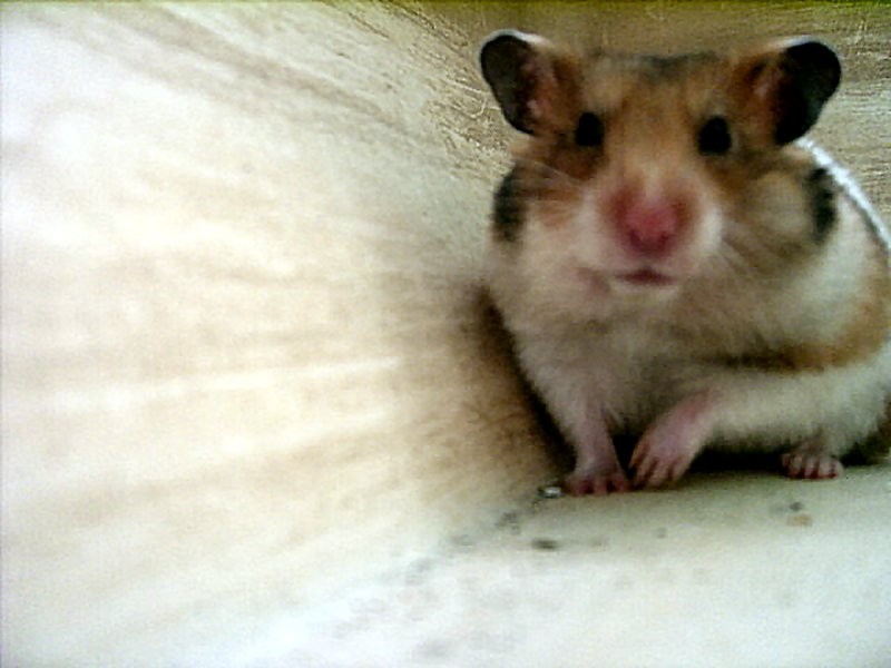 Hamster