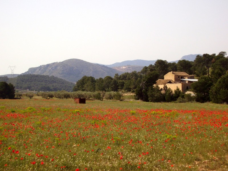 Plantacin de amapolas