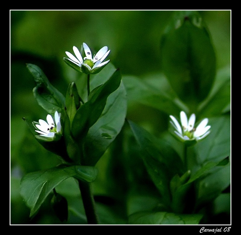 Ya lleg la Primavera