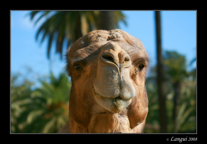 Camel