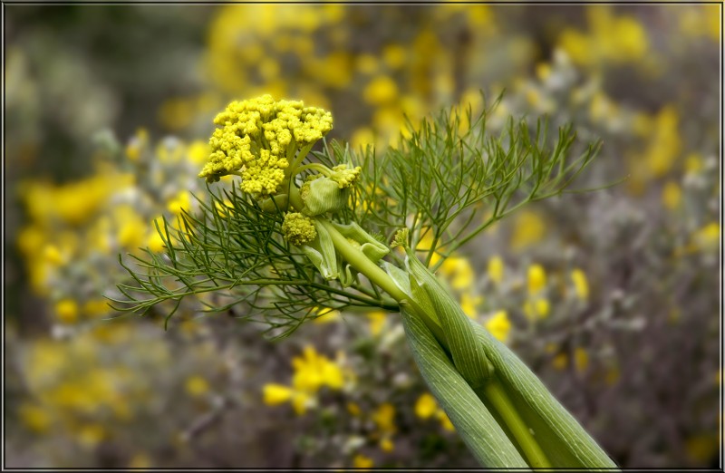 Flor silvestre