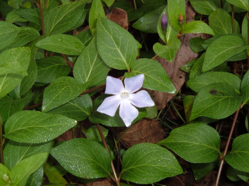 Flor silvestre en el Ro Guadiaro