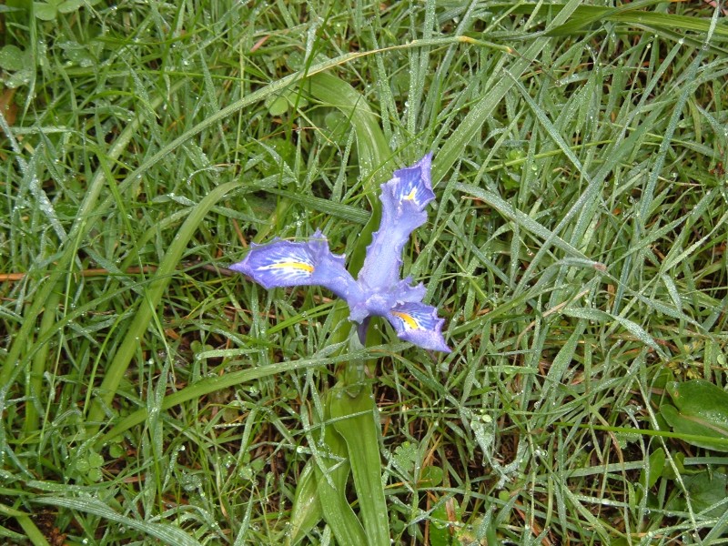 Orqudea silvestre