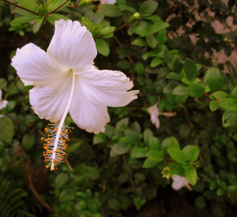 LA FLOR BLANCA