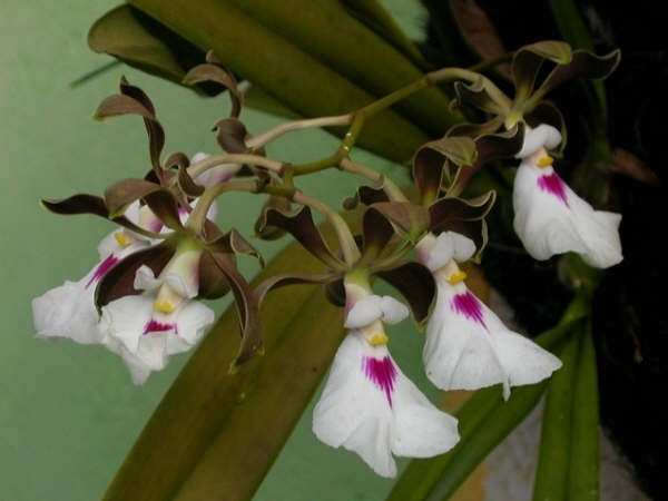 Orquideas