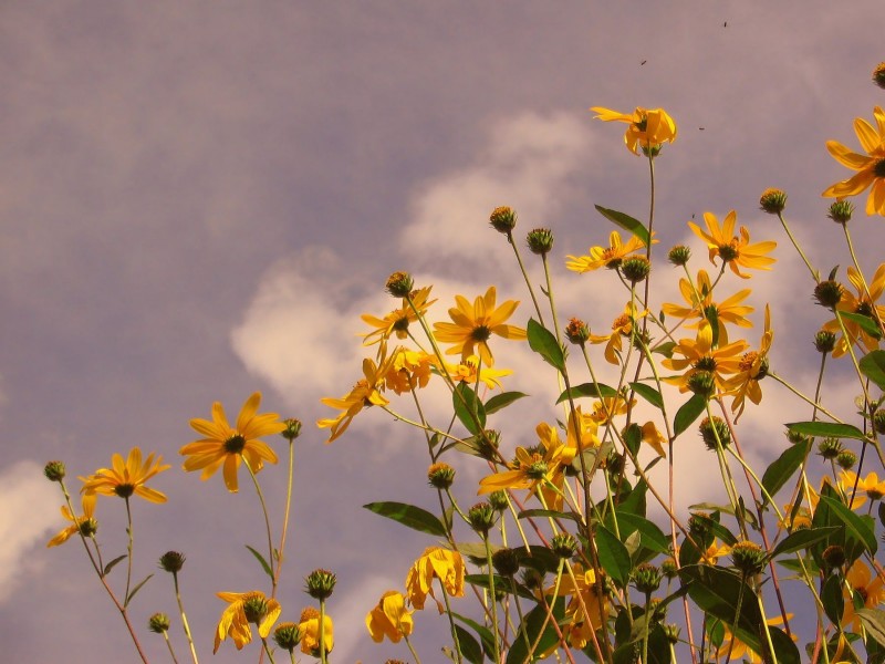 FLORES DEL CIELO