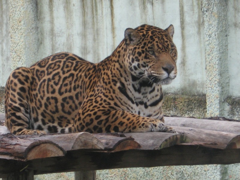 Esperando la Comida...