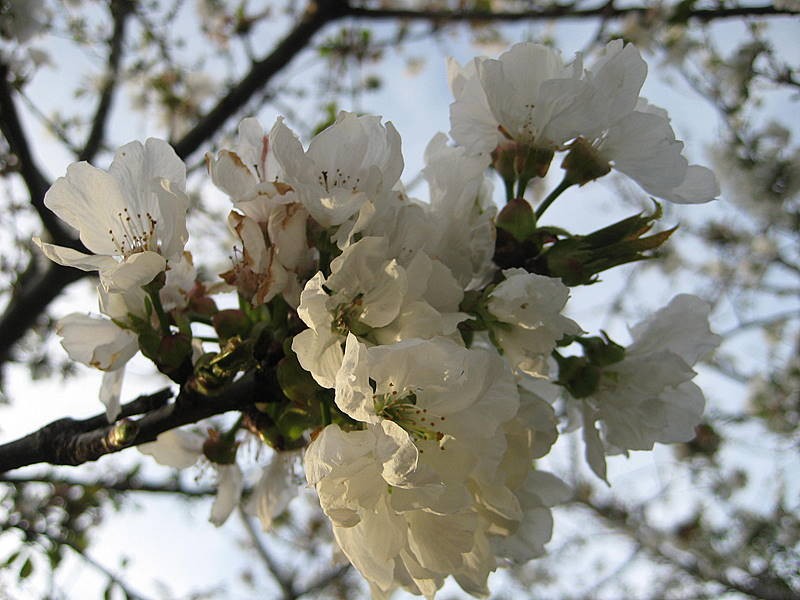 flor del cerezo