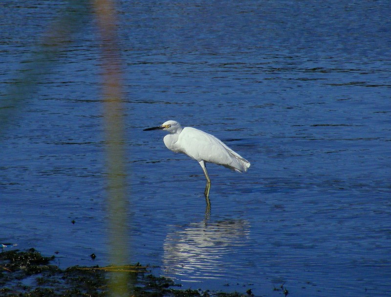 Garzeta Blanca