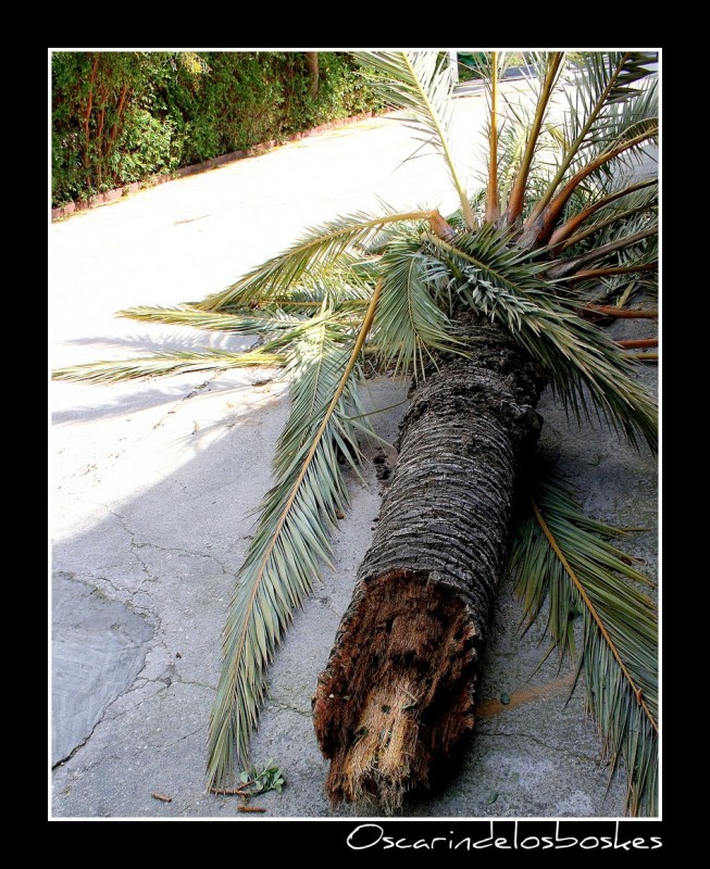 El ocaso, de una palmera(El causante, fue el viento)