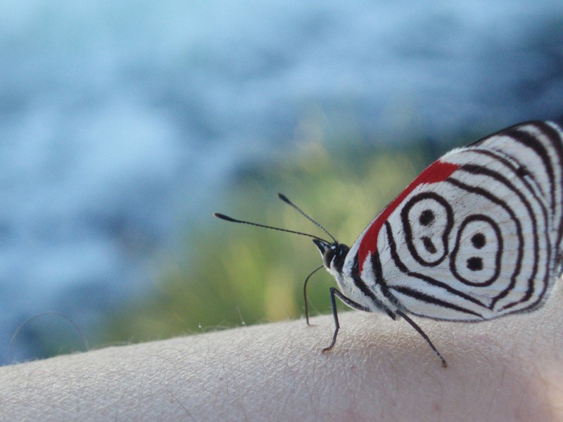 Mariposa en piel