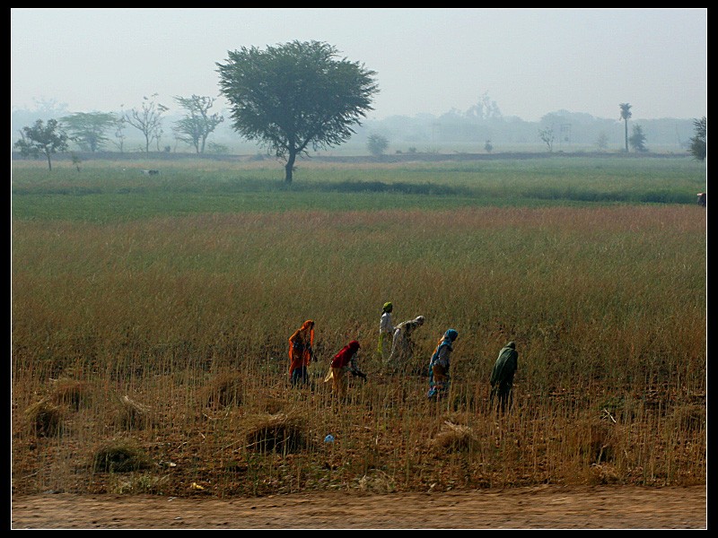 El campo