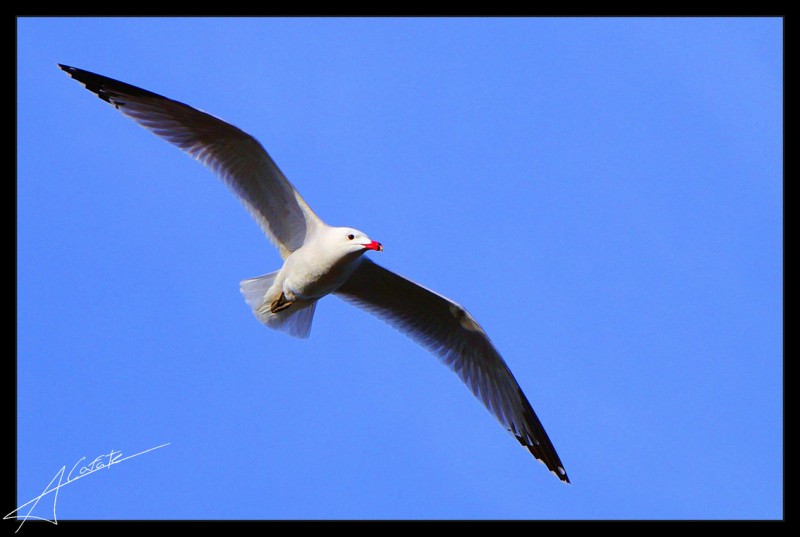 Gaviota