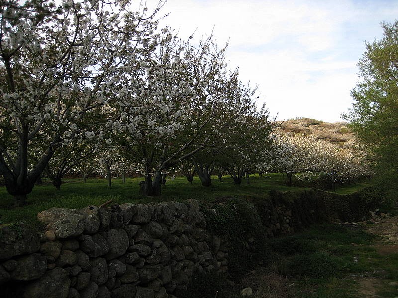 campo de cerezos