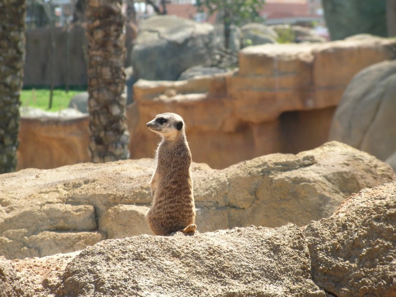 SURICATA