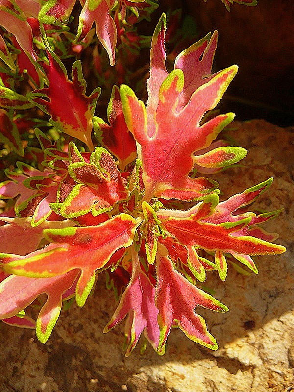 HOJA EN ROJO