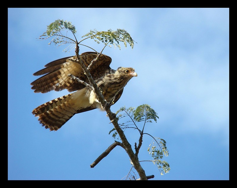 libre