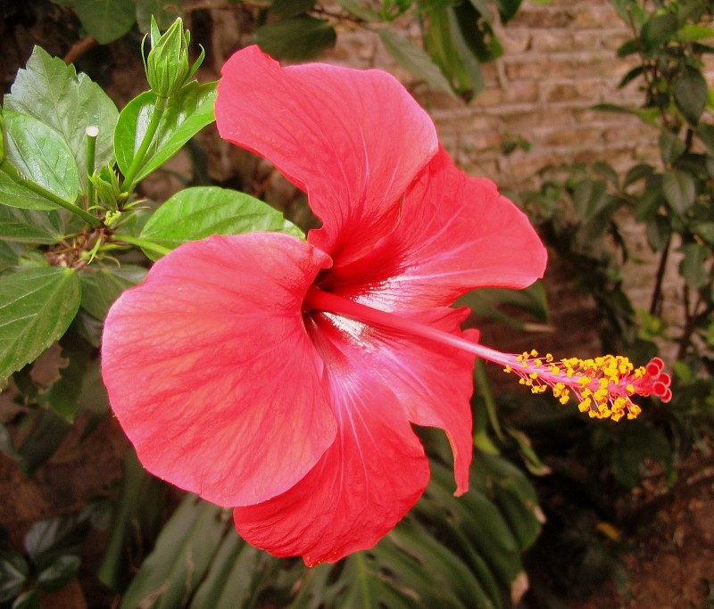 LA FLOR ROJA