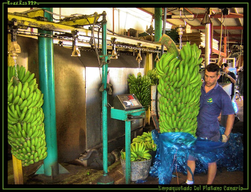 El Platano Canario