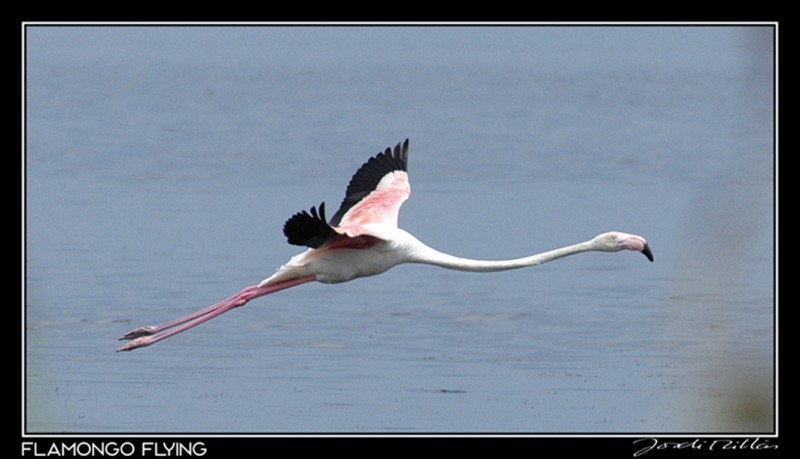 Flamingo Flying