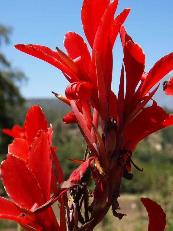 Rojo vivo