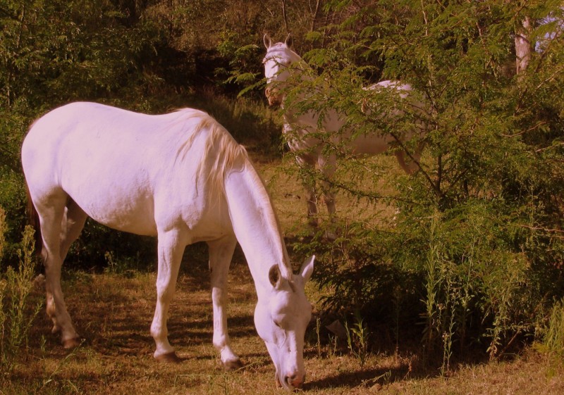 TODOS LOS CABALLOS BLANCOS