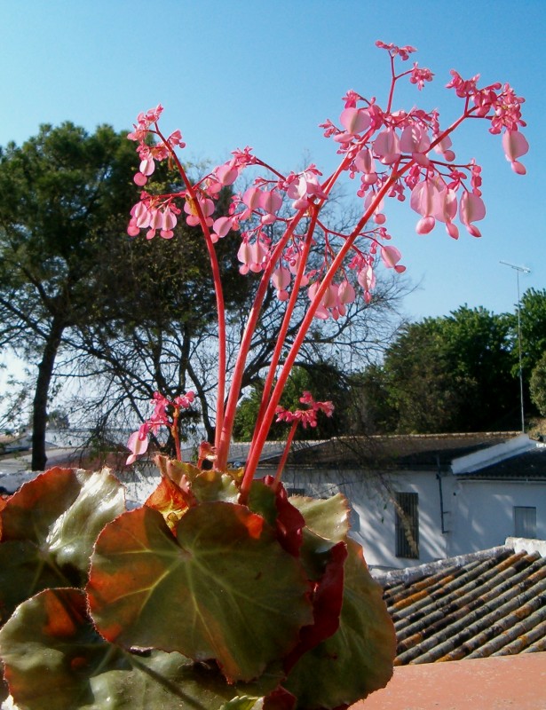 Bailarinas