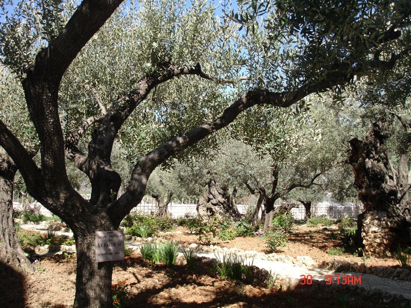 Monte de los olivos