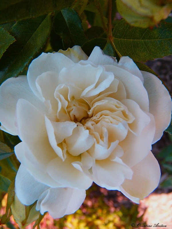 Rosa rosam rosae rosa