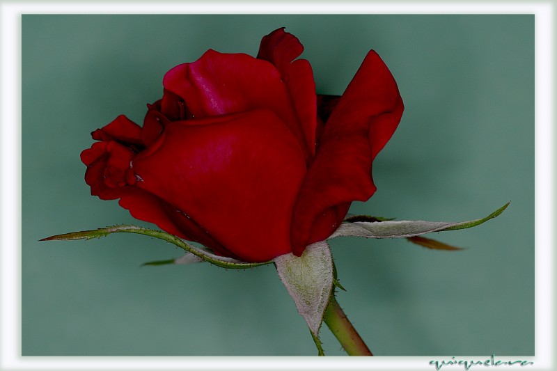 Rosa roja