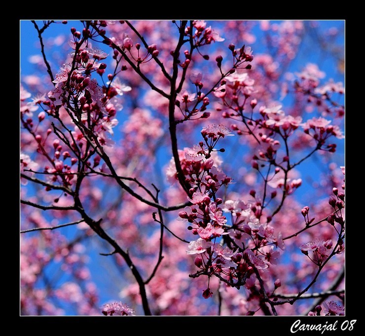 Y sigue la Primavera