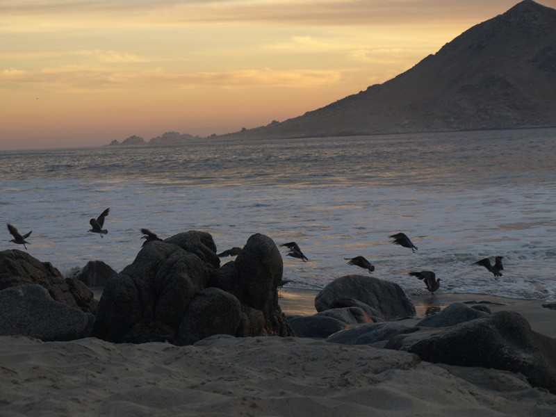 Gaviotas al vuelo