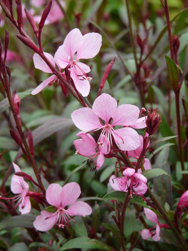 Florecillas