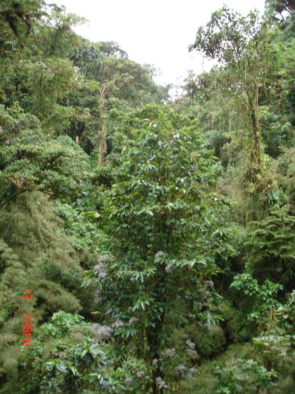 Vegetacin Exuberante. P.N. de Monteverde
