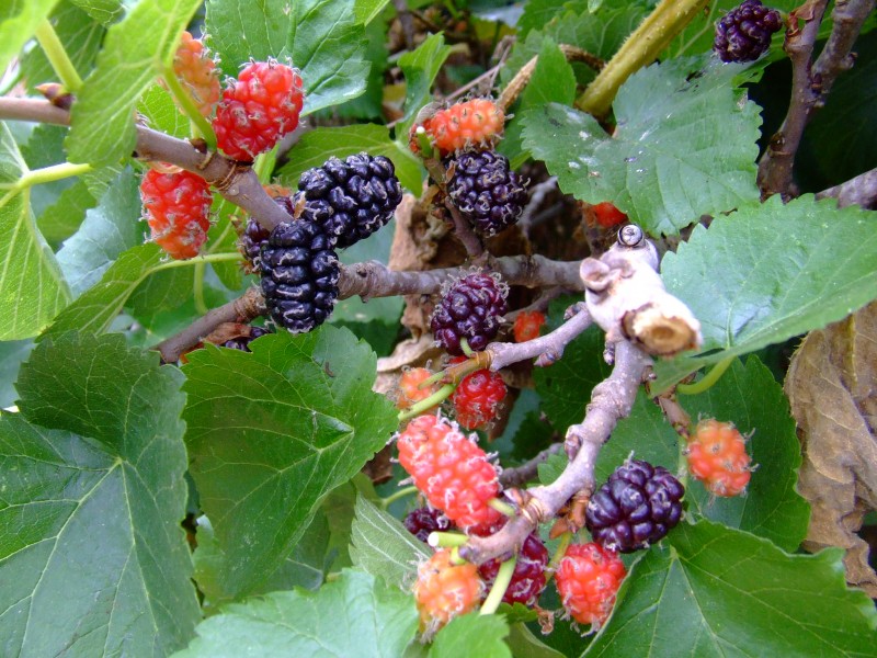 Moras